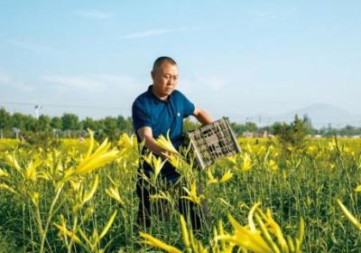 透视中国有机农业：领先世界的生产力与可持续发展