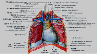 题目：鱼儿的心脏在身体内的位置不同，有的鱼儿心脏外露，真的吗？