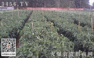 如何免费开自己的网站：深入探讨金针菇的种植与收割技术