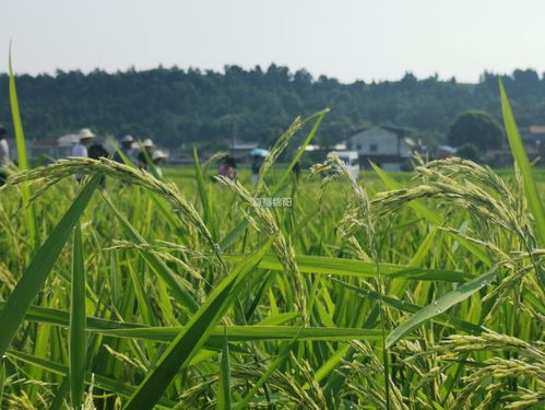 「重磅新闻」全国最大的超级杂交水稻基地建成投产，总面积达3000亩！