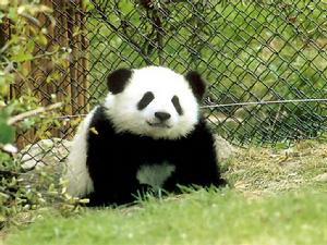 从“熊猫女”到“熊猫妈妈”：一个女孩的熊猫保护之路,从“熊猫女”到“熊猫妈妈”：一个女孩的熊猫保护之路,第3张