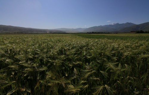 粮食种植和金融有什么关系？