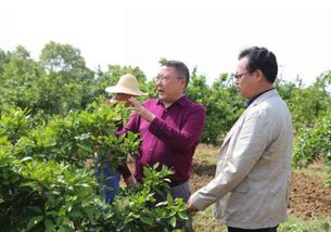 孝昌槐荫论坛：探讨建设美丽乡村的路线