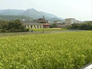 孝昌槐荫论坛：探讨建设美丽乡村的路线