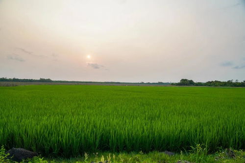 狼与雨