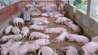 从河南一家种猪场看中国养猪业现状,从河南一家种猪场看中国养猪业现状,第3张
