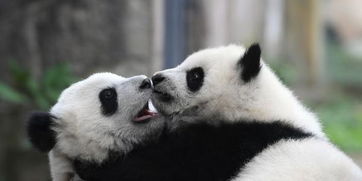 从“熊猫女”到“熊猫妈妈”：一个女孩的熊猫保护之路,从“熊猫女”到“熊猫妈妈”：一个女孩的熊猫保护之路,第1张