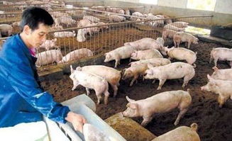 从河南一家种猪场看中国养猪业现状,从河南一家种猪场看中国养猪业现状,第2张