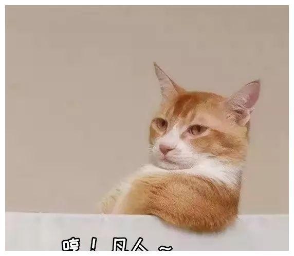 猫咪舔你的原因和心理分析，不是因为他们爱你