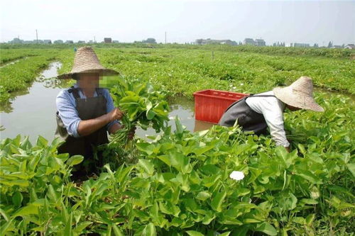 如何挑选适合农村种植的作物？