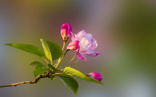 走进小海棠，探寻爱情秘密的花园