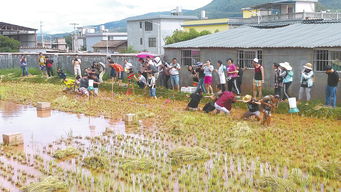 岳阳乡村旅游大热，景区价格降温酒店价格不涨？