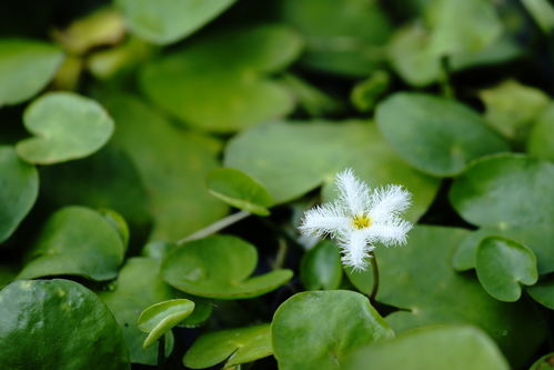 从种植到饮用：探究树型金银花苗的全过程