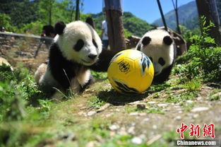 探秘大熊猫：从生活习惯到保护现状