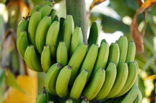 如何选择成熟的香蕉？,如何选择成熟的香蕉？,第2张