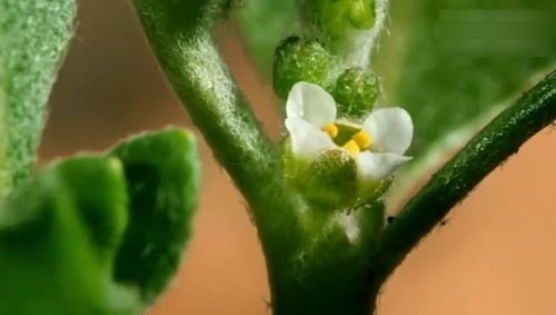 神秘植物"神草仙木"的传说和功效