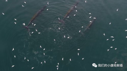 探寻鲸鱼之谜：解密海洋巨兽的奥秘