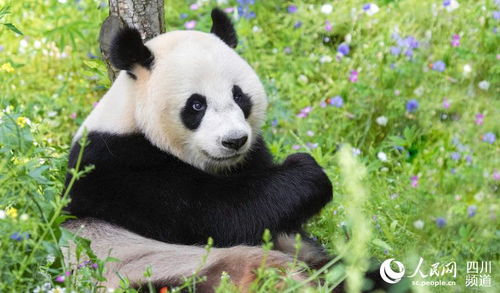 探秘大熊猫：从生活习惯到保护现状