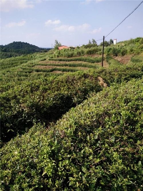 如何在种植业中实现高额利润？,如何在种植业中实现高额利润？,第3张