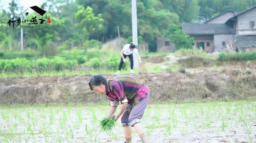 如何应对燕丰收和农民权益问题？,如何应对燕丰收和农民权益问题？,第1张