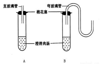 章鱼的血液之谜：这种神秘生物的生命奥秘揭秘,章鱼的血液之谜：这种神秘生物的生命奥秘揭秘,第1张