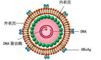 中国疾控中心：病毒性肝炎发病人数逐年下降,中国疾控中心：病毒性肝炎发病人数逐年下降,第1张