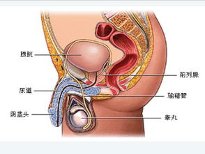 「失控」痔疮的种类和症状大揭秘,「失控」痔疮的种类和症状大揭秘,第1张