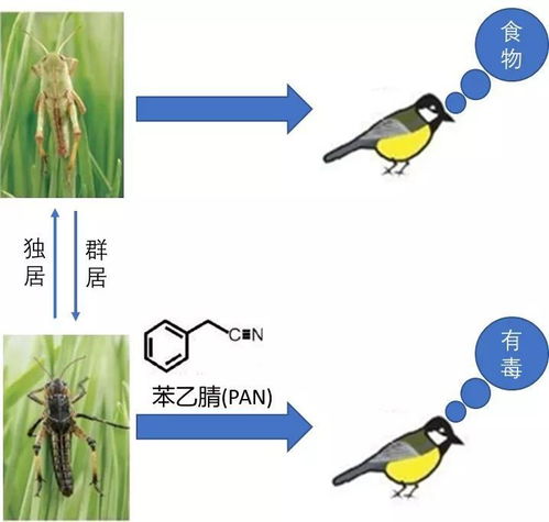 蚂蚱的日常食谱大揭秘：这些你不知道的草和叶子！,蚂蚱的日常食谱大揭秘：这些你不知道的草和叶子！,第3张