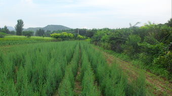 湖南孕育未来的绿色产业基地,湖南孕育未来的绿色产业基地,第1张