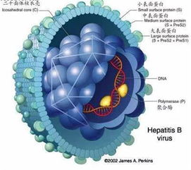 中国疾控中心：病毒性肝炎发病人数逐年下降,中国疾控中心：病毒性肝炎发病人数逐年下降,第3张