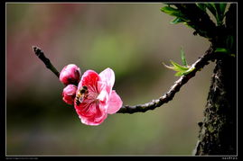 「探秘桃花源」-邂逅有缘人的分享社区,「探秘桃花源」-邂逅有缘人的分享社区,第1张