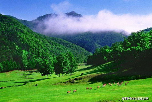 兴安林区生态旅游发展加速，游客数量飙升,兴安林区生态旅游发展加速，游客数量飙升,第2张