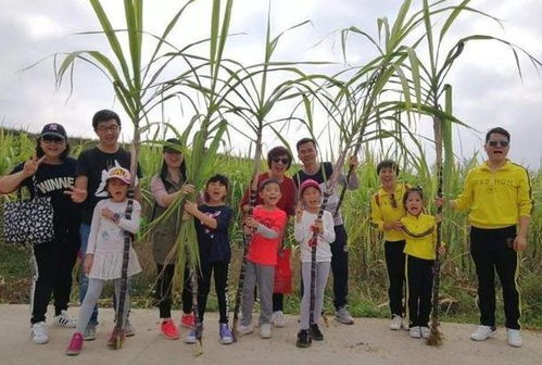 如何利用农业创业项目实现财富自由,如何利用农业创业项目实现财富自由,第2张