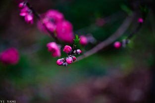 「探秘桃花源」-邂逅有缘人的分享社区,「探秘桃花源」-邂逅有缘人的分享社区,第2张