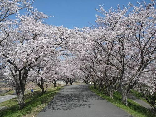 乙井荠：那道梦幻中的美丽风景线,乙井荠：那道梦幻中的美丽风景线,第3张