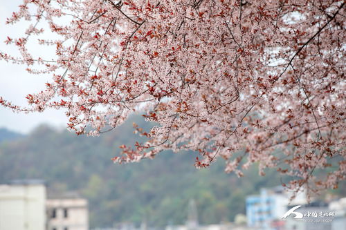 「游走在樱花季」-七月樱花网的神奇之旅,「游走在樱花季」-七月樱花网的神奇之旅,第1张