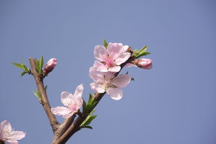 「探秘桃花源」-邂逅有缘人的分享社区,「探秘桃花源」-邂逅有缘人的分享社区,第3张