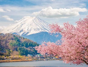 乙井荠：那道梦幻中的美丽风景线,乙井荠：那道梦幻中的美丽风景线,第1张